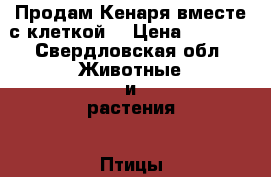 Продам Кенаря вместе с клеткой. › Цена ­ 2 000 - Свердловская обл. Животные и растения » Птицы   